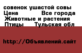 совенок ушастой совы › Цена ­ 5 000 - Все города Животные и растения » Птицы   . Тульская обл.